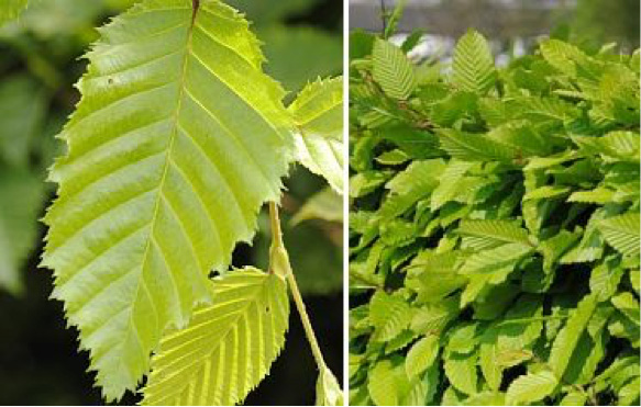 carpinus-betulus-haagbeuk-daamen